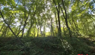 Terrain 10680m²